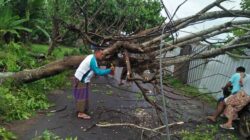 Polisi, Petugas PLN dan Warga Bergotong Royong Bersihkan Pohon Tumbang