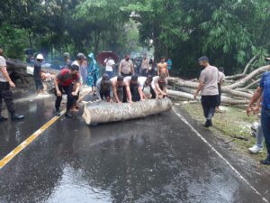 Polres Lobar Evakuasi Pohon Tumbang di Lembar, Satu Unit Vario Tertimpa Pohon, Pengendara Dilarikan Kerumah Sakit
