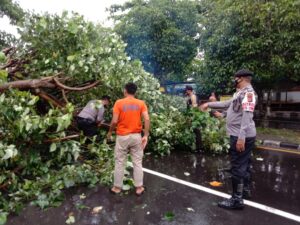 Polsek Ampenan dan BPBD Bersinergi Bersihkan Pohon Tumbang