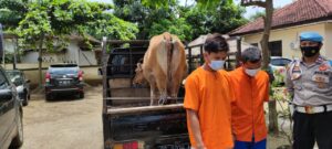 Sapi Hilang di Sekotong Ketemu di kantor Polisi, Ternyata Aksi Pelaku Gagal Saat Ketemu Patroli Polsek Sekotong