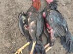 Polisi Bubarkan Judi Sabung Ayam di Sumbawa Barat  