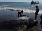 Gegerkan Warga! Bangkai Paus Pilot Terdampar di Pesisir Pantai Lombok Utara