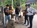 Pelaku Judi Ayam di Lembar Lombok Barat Kocar-kacir Saat Polisi akan Melakukan Penangkapan