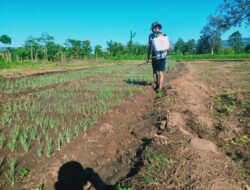 Satgas Pamtas Sektor Timur Dukung Ketahanan Pangan Wilayah Perbatasan Indonesia Dengan Timor Leste