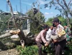 Hati-hati melintasi jalan Labuhan Badas pohon besar tumbang ditengah jalan