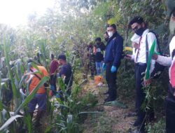 Pagi-pagi Warga Utan Digegerkan Dengan Penemuan Mayat Seorang Nenek di Kebun Jagung
