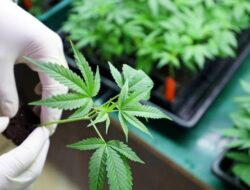 Tanam Ganja Dikebun, Pria dari Batu Layar Ini Diringkus Tim Ops Ditresnarkoba Polda NTB