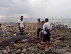 Warga Temukan Paus Mati Membusuk di Pantai Pemalikan Sekotong, Langsung Lapor Petugas