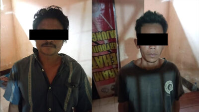 Pencurian Sapi di Pelangan Sekotong