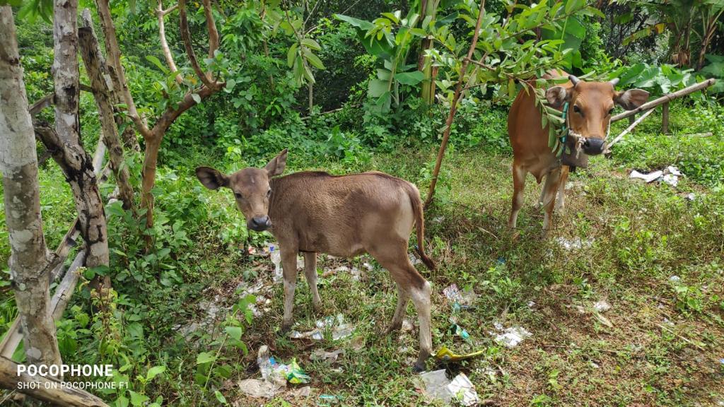 Sapi barang bukti Pencurian Sapi di Pelangan Sekotong