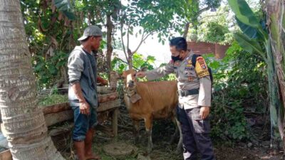 Bhabinkamtibmas Polsek Labuapi Melakukan Pemantauan PMK, Ini Hasilnya