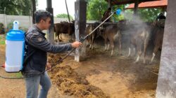 Antisipasi PMK pada Ternak,Anggota Reskrim Polres Sumbawa Barat Koordinasi Dengan Dinas Peternakan dan Karantina