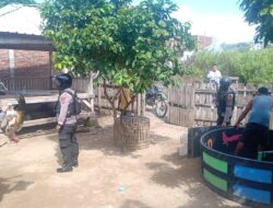 Gerebek Judi Sabung Ayam,Unit Turjawali Polres Bima Kota,Sita Ayam dan Gelanggang