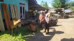 Informasi Indikasi PMK di Desa Mareje Timur, Bhabinkamtibmas Lakukan Pengecekan