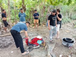Resahkan Warga, Polisi Gegebek Arena Judi Sabung Ayam di Hu’u
