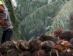Presiden Jokowi Diapresiasi Petani Sawit Indonesia Usai Cabut Larangan Ekspor