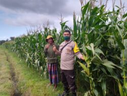 Bripka Hasan Basri Pengecekan Benih Jagung Bisi 321 yang didrop oleh Ran Pekasih subaq mudung desa Tanak Gadang
