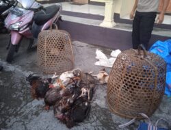 Polsek Janapria Bubarkan Judi Sabung Ayam di Desa Lekor