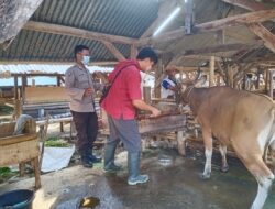 Menjelang Idul Adha, Polres Lobar Melakukan Pengawasan dan Membantu Penanganan Hewan Ternak yang Terkena PMK