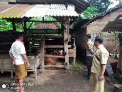 Pemeriksaan 26 Ekor Sapi diduga Terjangkit PMK di Kuripan Utara