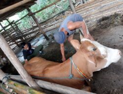 Pemeriksaan Terhadap Hewan Ternak Sapi Di Kuripan Utara terhadap 74 Ekor Sapi, Hasilnya Sehat
