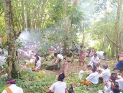 Pengamanan Tradisi Nimbung dan Mejangu di Mareje Masih Berlanjut