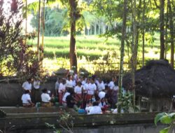 Tradisi Nimbung dan Mejangu Umat Budha di Mareje, Wujud Rasa Syukur atas Hasil Panen