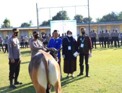 Idul Adha 1443 H,Polres Sumbawa Barat Distribusi 50 Ekor Sapi Qurban