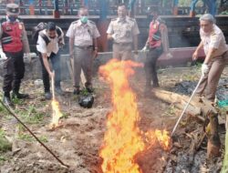 Cegah Penularan PMK, 9,68 Kilogram Sitaan Daging Sapi dari Bali Dimusnakan