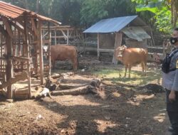 Monitoring PMK di Lombok Barat, Polisi Menyambangi Kandang Kolektif Warga