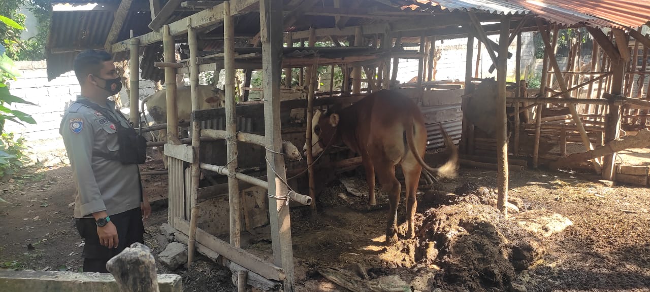 Monitoring PMK di Lombok Barat, Polisi Menyambangi Kandang Kolektif Warga