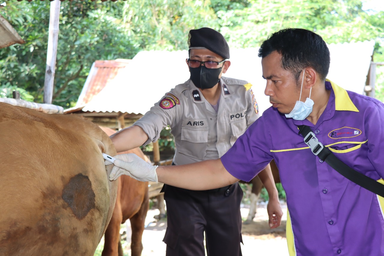 Polisi Akan Tindak Tegas Oknum Penyebar Hoax PMK yang dapat Rugikan Peternak
