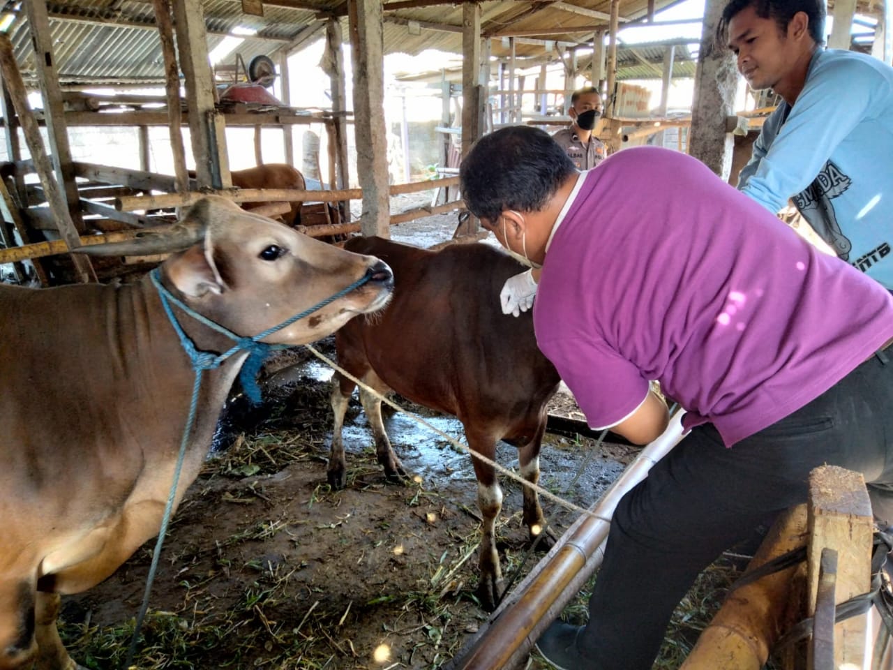 Vaksinasi Hewan Ternak di Kediri, Sasar Dua Kelompok Tani Ternak