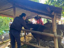 Polres Lombok Utara kejar Target vaksinasi PMK Ke Peternak di Wilayah Lotara
