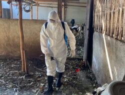 Biddokkes Polda NTB,Semprot Desinfektan Dan Dekontaminasi Pada Kandang Serta Peralatan