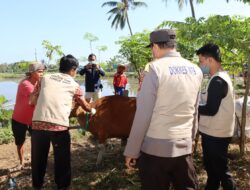 Angka Kasus Baru Semakin Ditekan, PMK di Lombok Barat Hari ini