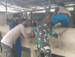 Vaksin PMK Hewan Ternak di Lembar, Sasar 180 Ekor Sapi