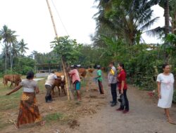 Vaksinasi Hewan ternak dalam penanganan PMK di Lombok Barat terhadap 275 Ekor sapi di Gerung
