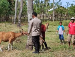 Pendampingan Vaksinasi Dan Pencegahan PMK, Bhabinkamtibmas Telaga Bertong Lakukan Ini