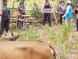 Cegah PMK,Polsek Batulanteh Lakukan Pendampingan Vaksinasi