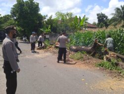 Warga Tebang Pohon Mengering di Pinggir Jalan, Polsek Gerung Bantu Lakukan Pengamanan