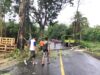 Dinas Perkim Lobar Bertindak, Cegah Pohon Tumbang Susulan di Lembar