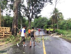 Dinas Perkim Lobar Bertindak, Cegah Pohon Tumbang Susulan di Lembar
