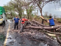Quick Respon,Polsek Rhee Gerak cepat Evakuasi Pohon Tumbang
