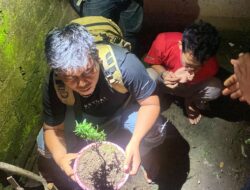 Tim Opsnal Sat Narkoba Polresta Mataram Amankan Tanaman Ganja di Sesaot Narmada