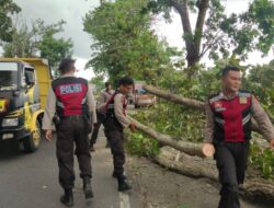 Pohon Tumbang di Beleka Halangi Jalan, Polsek Gerung Lakukan Evakuasi