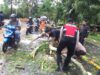 Timpa Pemotor yang Melintas, Polisi dan Warga Bantu Evakuasi Pohon Tumbang di Desa Jembatan Gantung Lembar