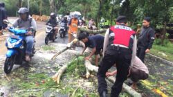 Timpa Pemotor yang Melintas, Polisi dan Warga Bantu Evakuasi Pohon Tumbang di Desa Jembatan Gantung Lembar