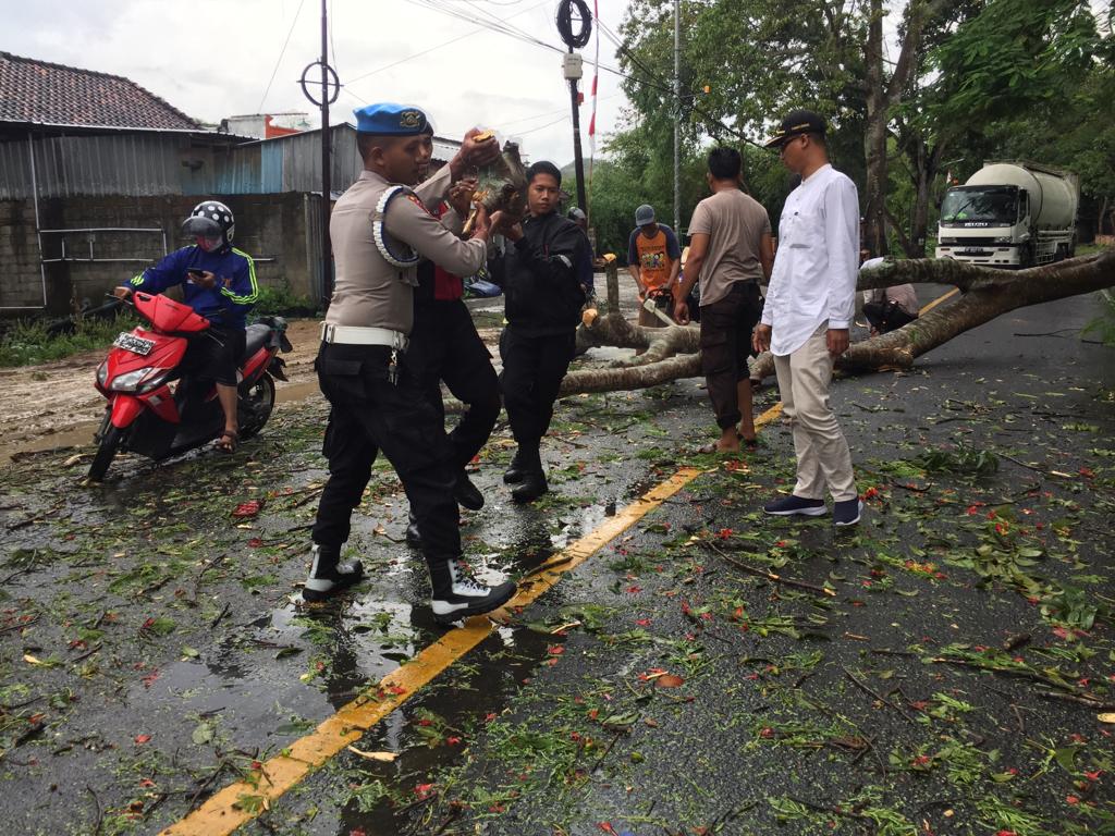 Pohon Tumbang di Desa Jembatan Gantung Lembar