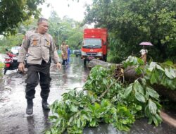 Dampak Hujan Lebat dan Angin Kencang di Kuripan, Rusak Rumah Warga, Pohon Tumbang dan Lukai Dua Orang